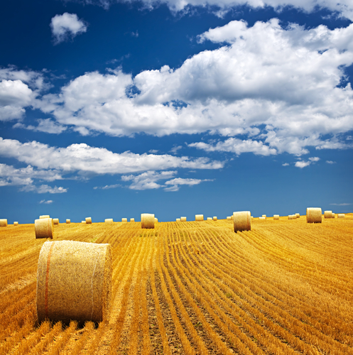 farming in summer1