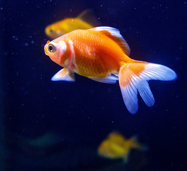 goldfish